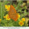 argynnis paphia male1